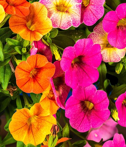 Myrtle Lee Woodall's obituary image
