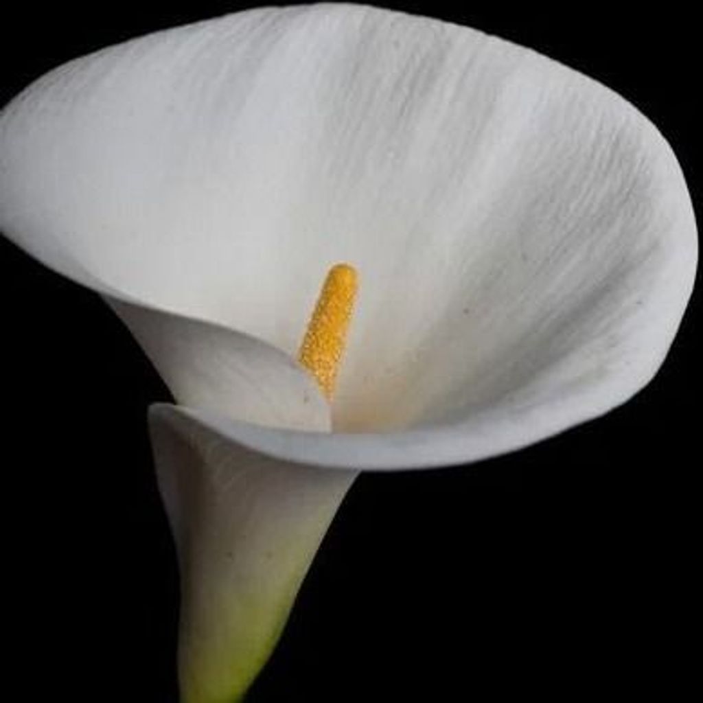 Ethel R. Charles Profile Photo