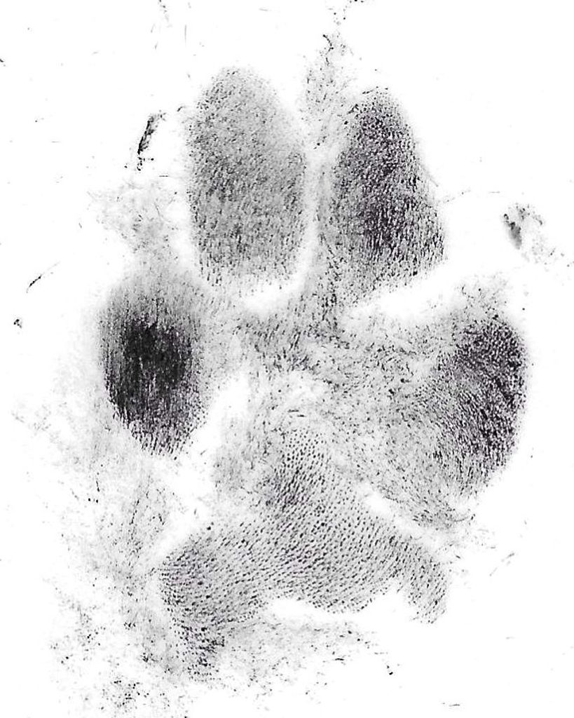 Myra Johnston Profile Photo