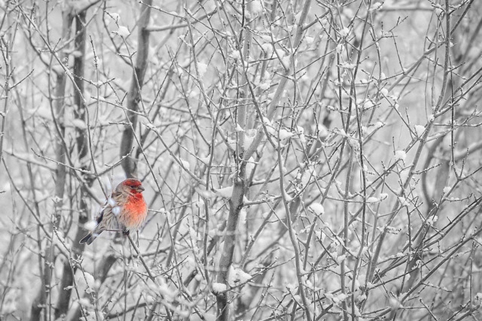 Cover for FRANCIS A. FEDDRIX's Obituary