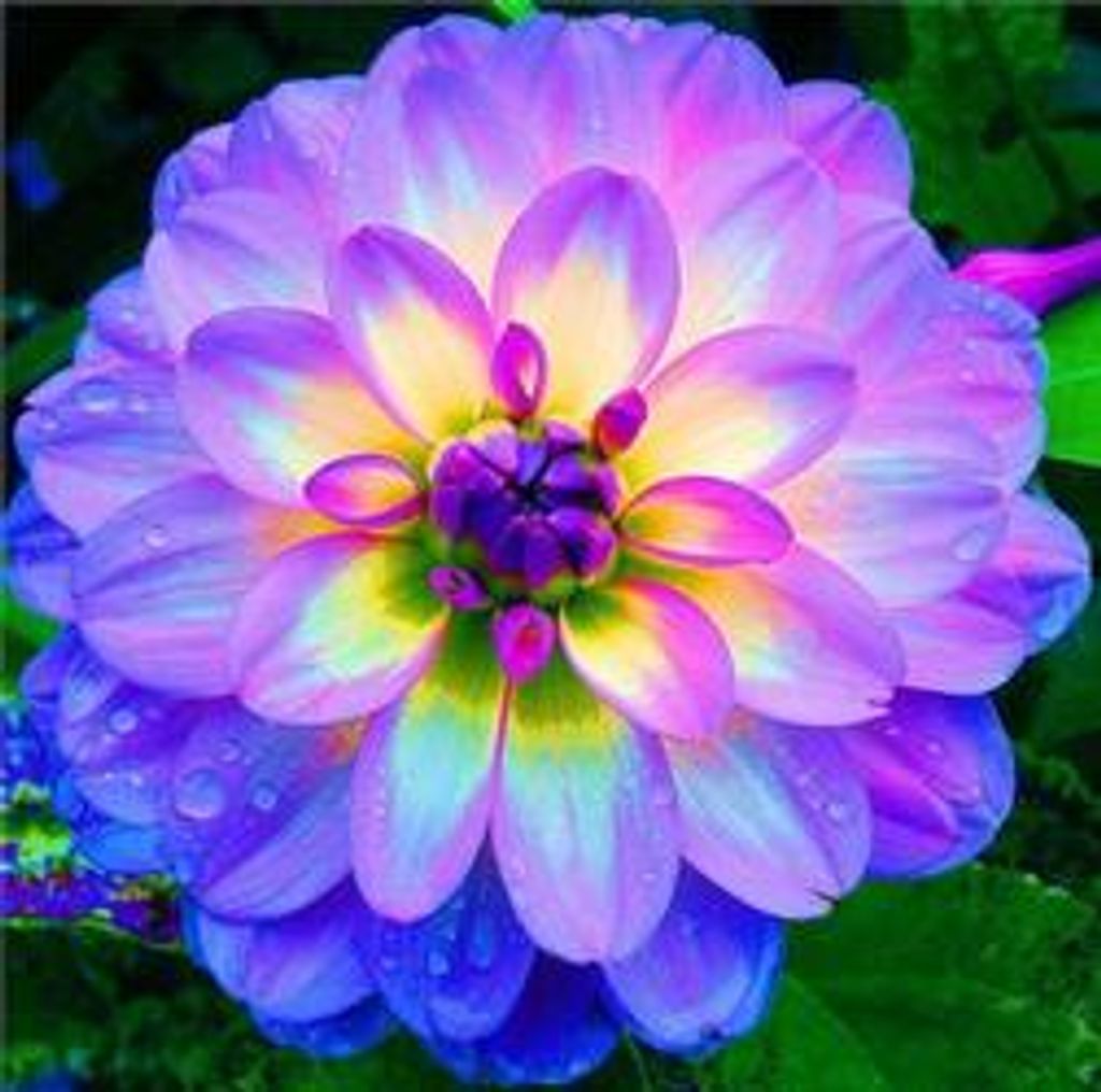 Debra Sue Roetker Profile Photo