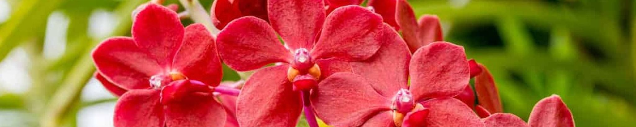 Cover for Lydia Schramm's Obituary