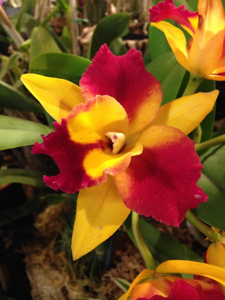 Audrey Dianne (Frost) Meade