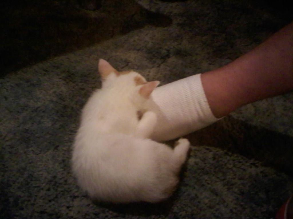 Cotton "Cottonball" Taylor