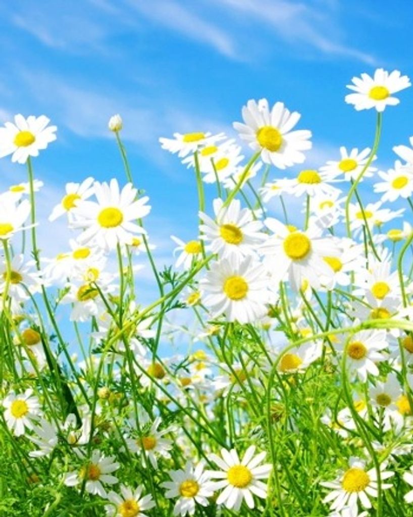 Mavis Lorraine Olson