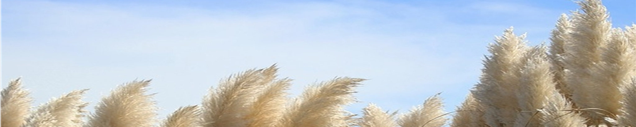 Cover photo for Jamie Curley Rossi's Obituary