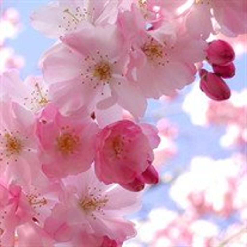 Louise  Doris Judson