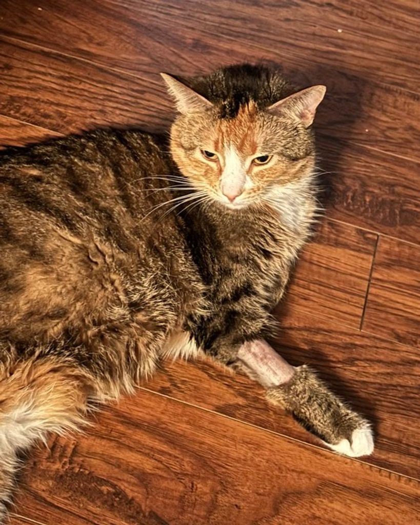 Nellie Parish Profile Photo