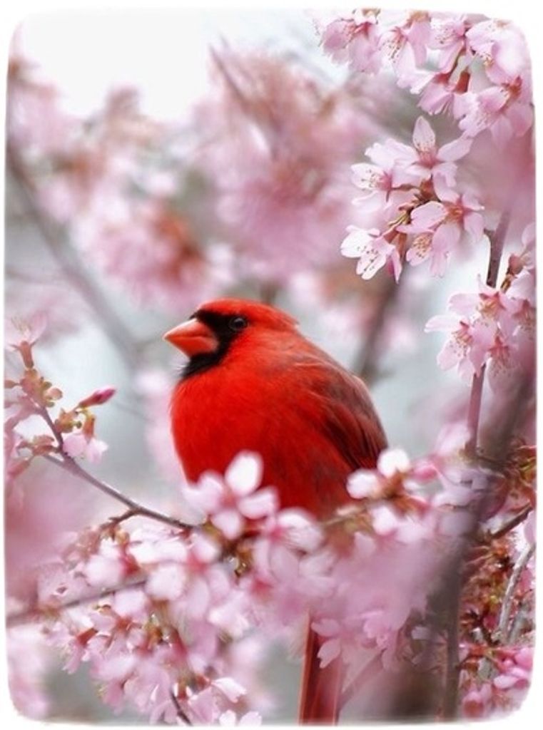 Vera Mae Withers Profile Photo