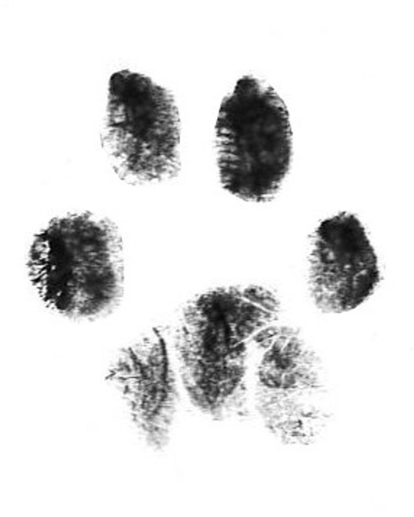 Squirrell Profile Photo