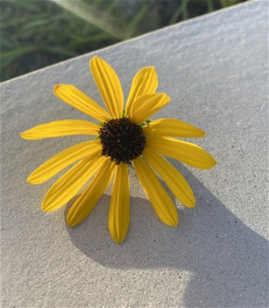 Wilfred C. Harris Profile Photo