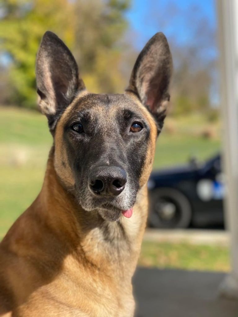 K-9 Fargo