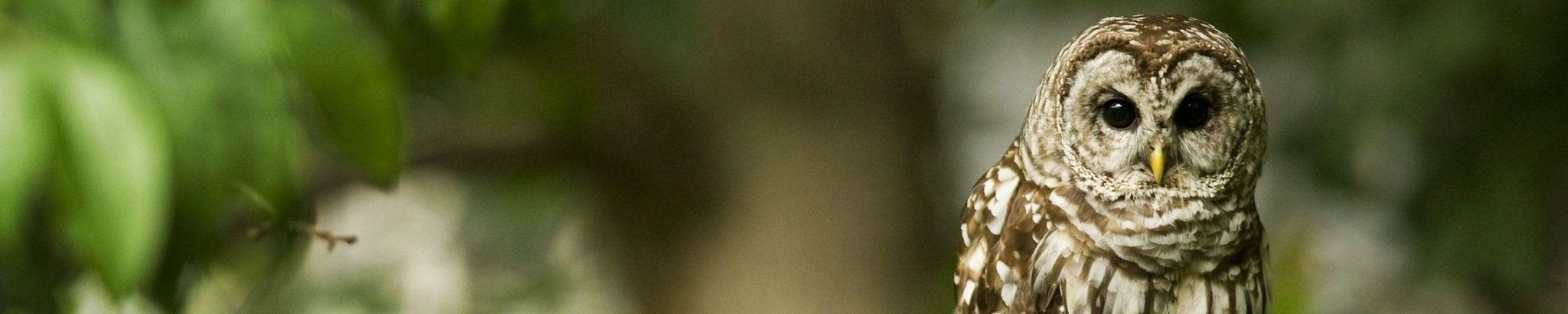 Cover for Susan Kay Cechini's Obituary