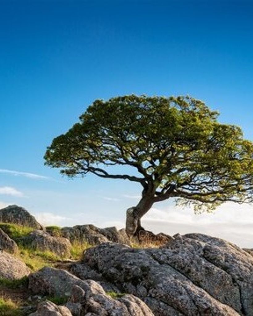 Stout Logan Powell Profile Photo