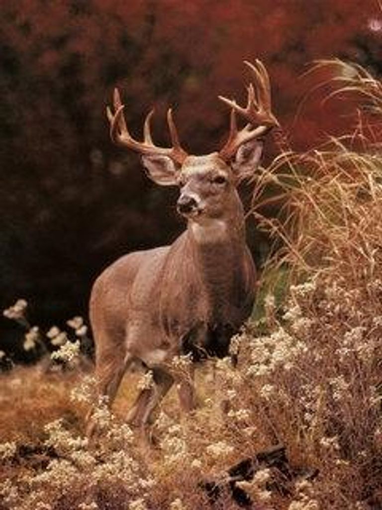 Charles "Peanut" Eugene Vance, Jr. Profile Photo