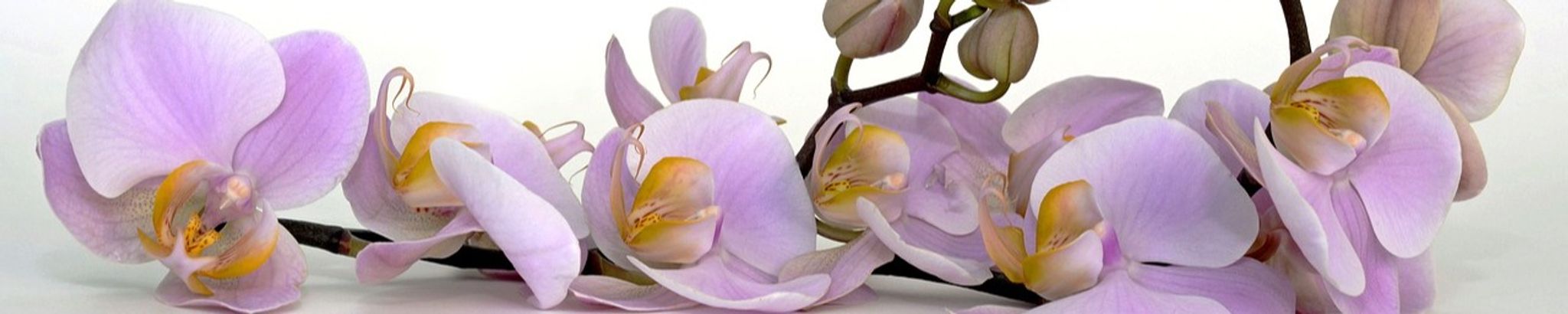 Cover photo for Carolyn Clay's Obituary