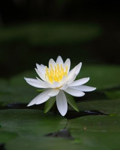 Martha S, Popp Profile Photo