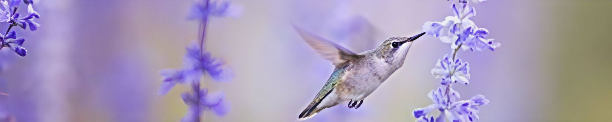 Cover for Pauline Loy's Obituary