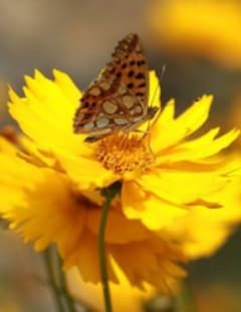 Larry Tidwell Profile Photo