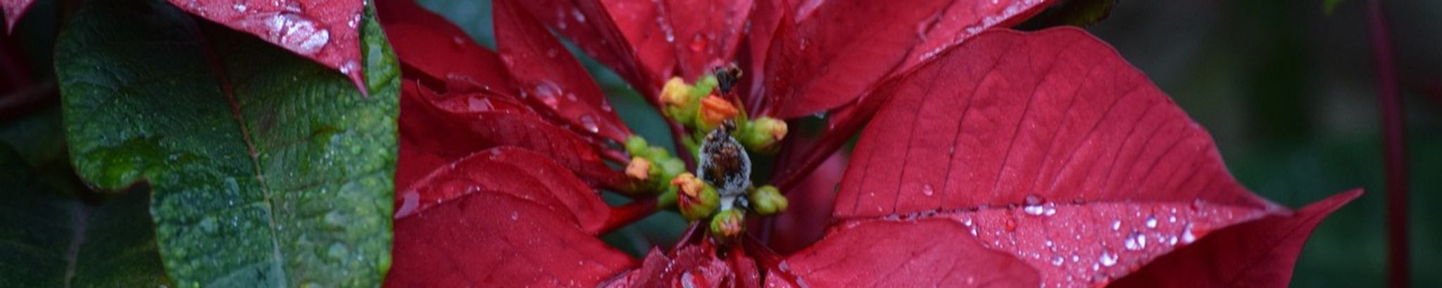 Cover for Earline Wall's Obituary