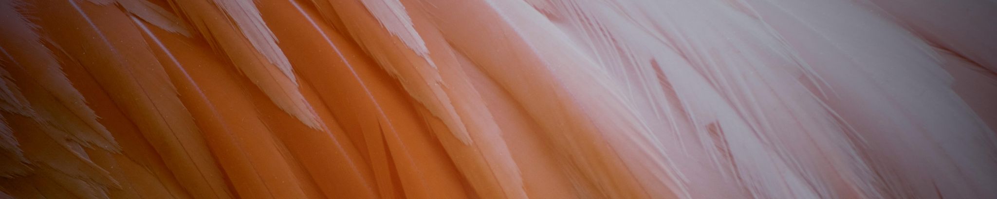 Cover for Charles Philip Thompson/Cheryl Phylise Thompson's Obituary