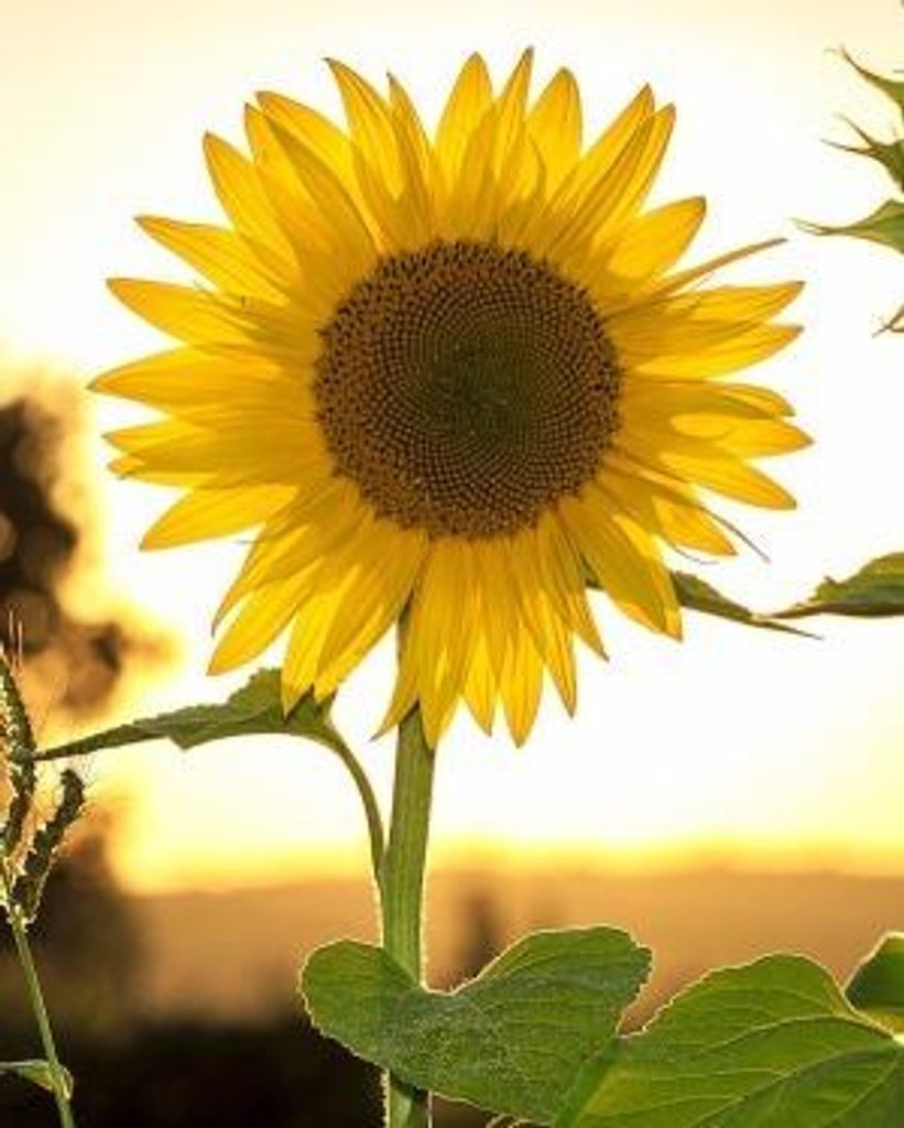 Jodi M Mcgee Profile Photo