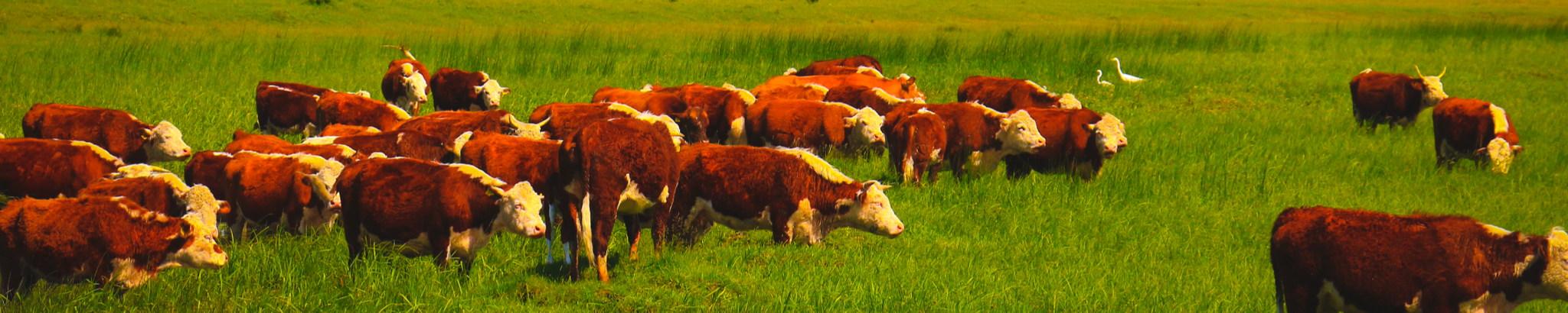 Cover for Wendell "Bill" Mousel's Obituary