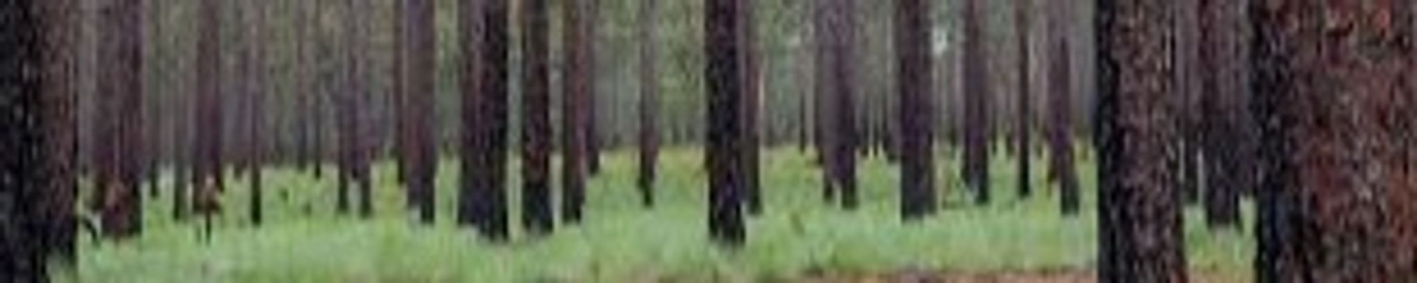 Cover for James "Jim" Nelson's Obituary