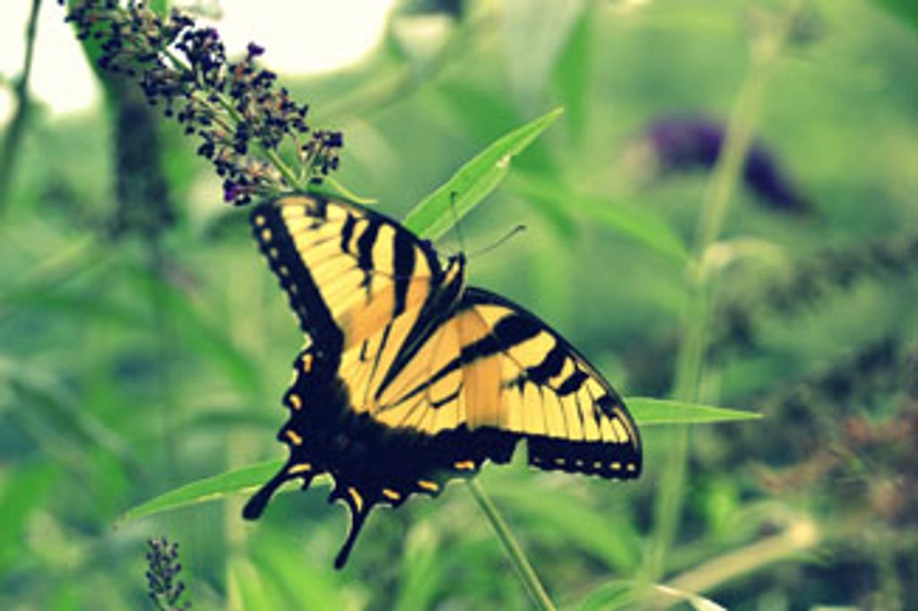 Eleanor Jenkins Bale