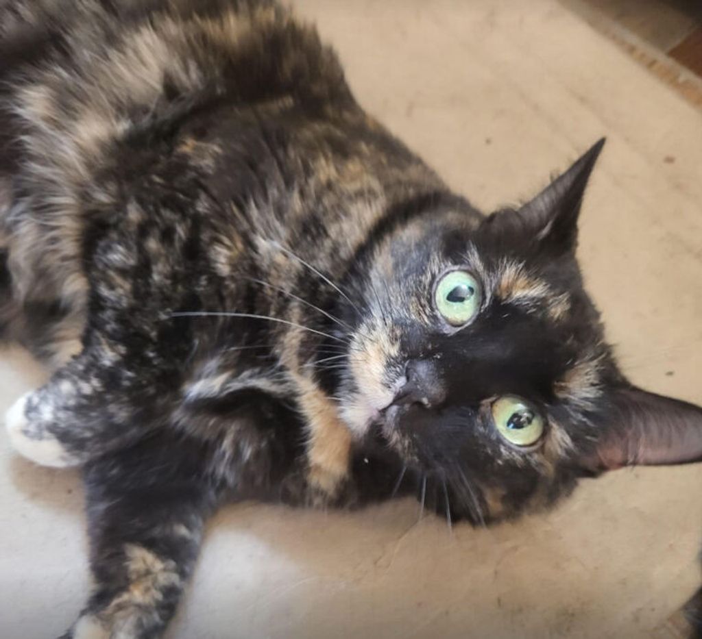 Fidget "Widget" Gidget Barnett-Sparks Profile Photo