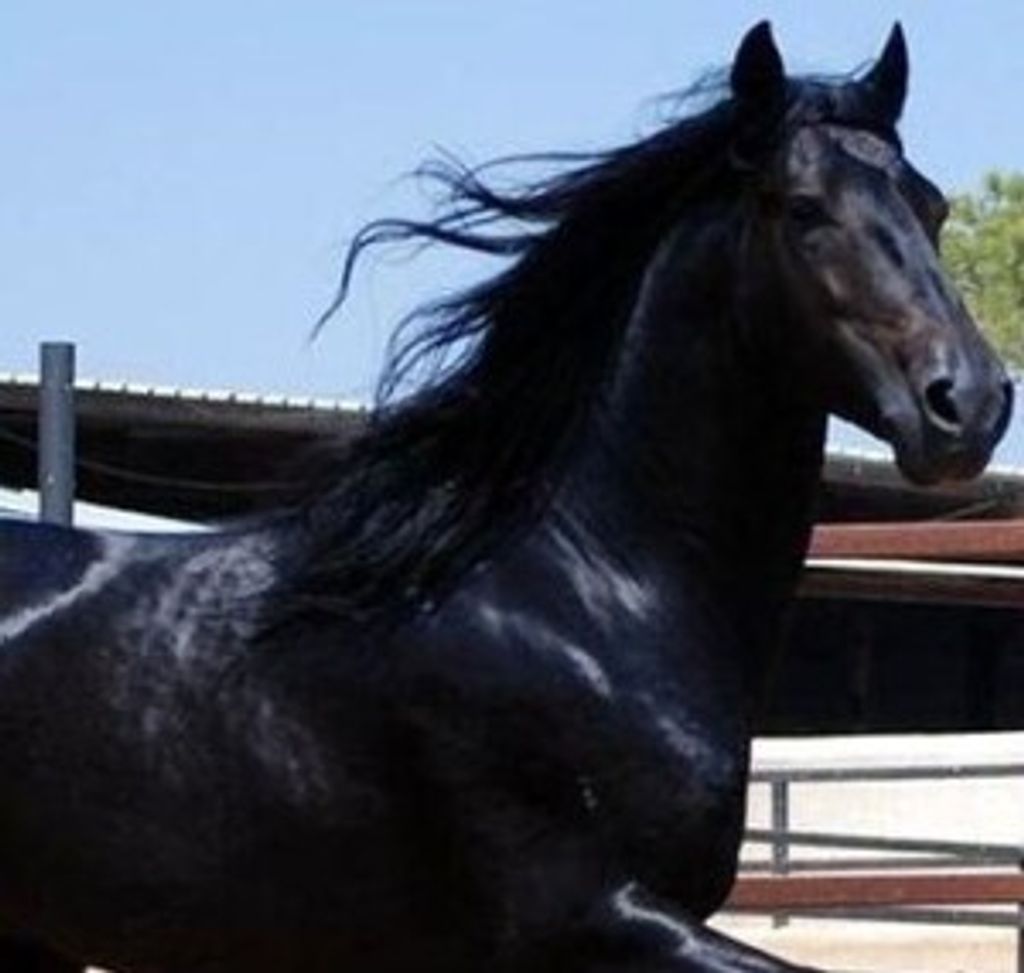 Michael Walker Smith