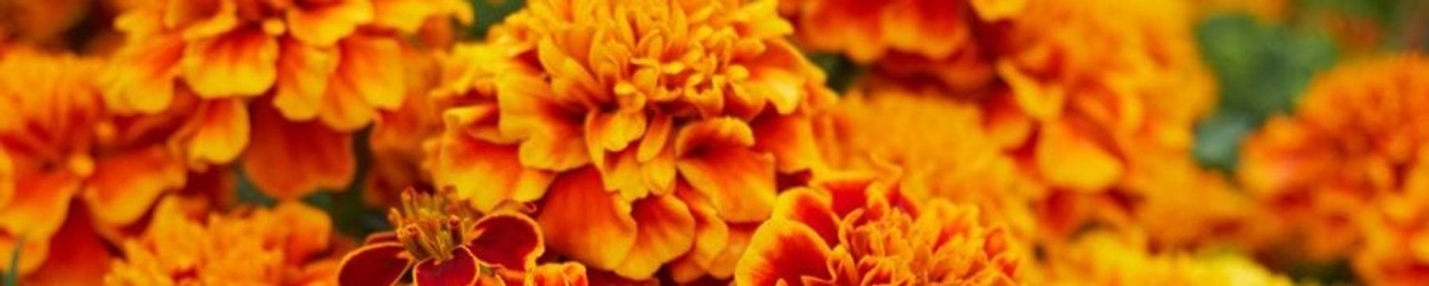 Cover for Robyn C. Proffer's Obituary