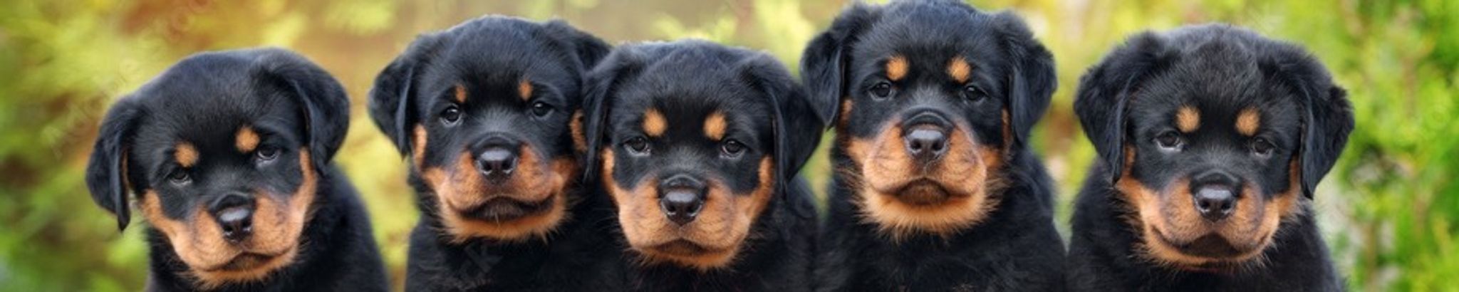 Cover for Dawn Marie Viertlbeck's Obituary