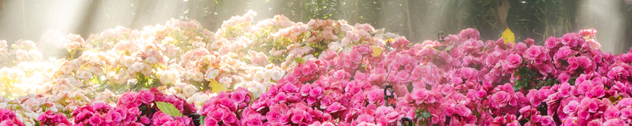 Cover for Maretta Koyle's Obituary