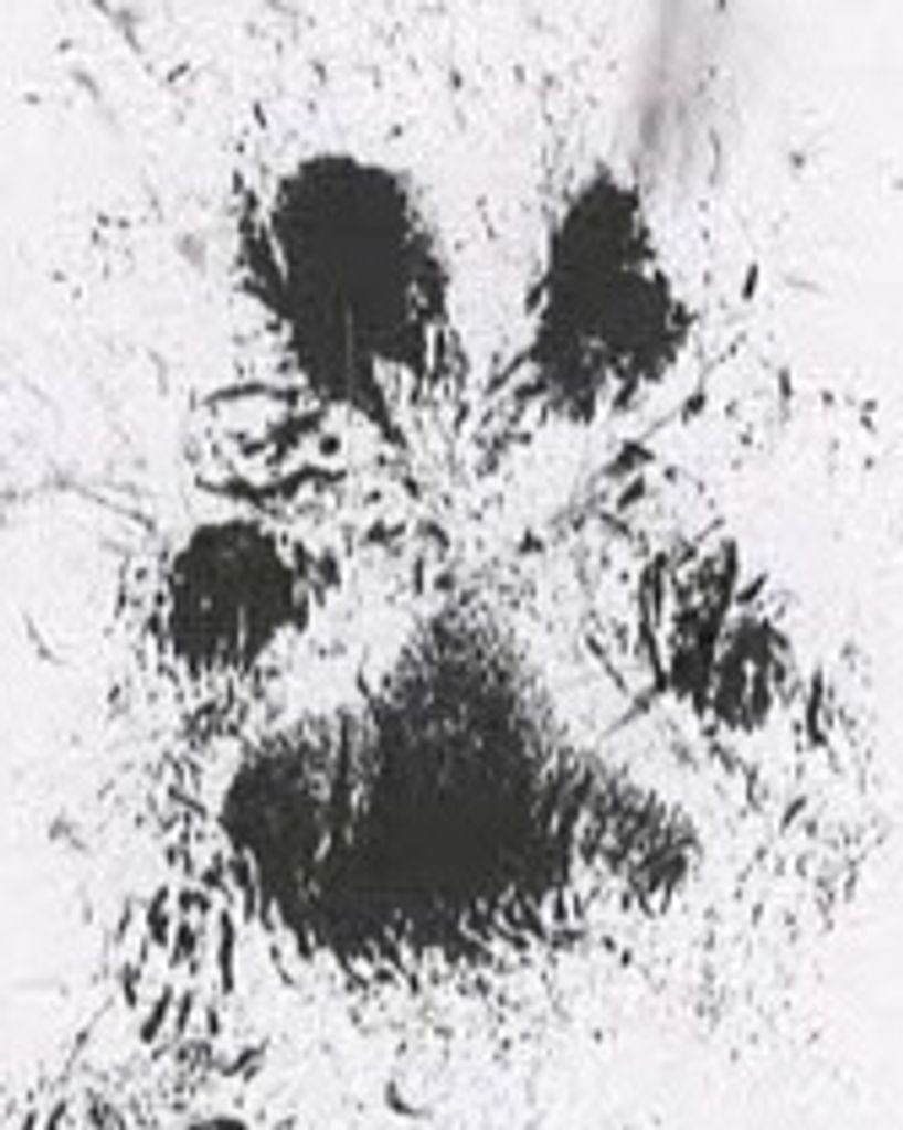 Marley Talavera Profile Photo