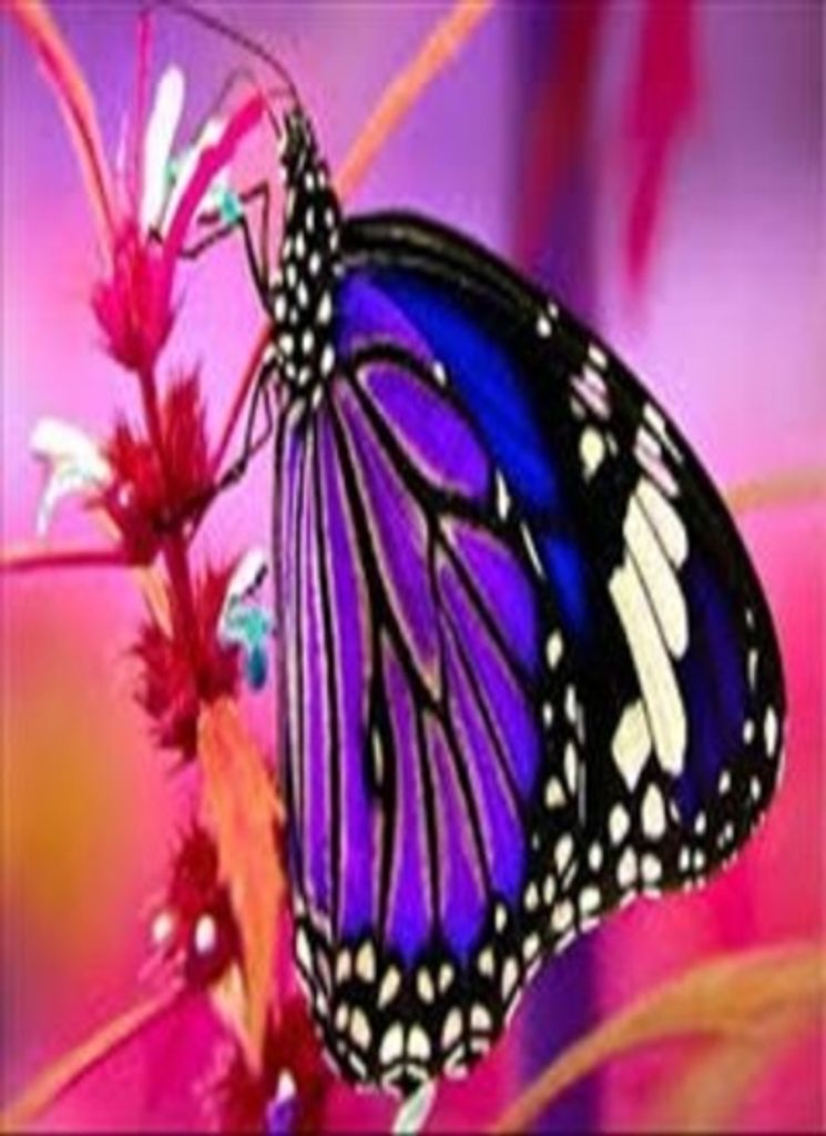 Frankie Mae Hearst Profile Photo