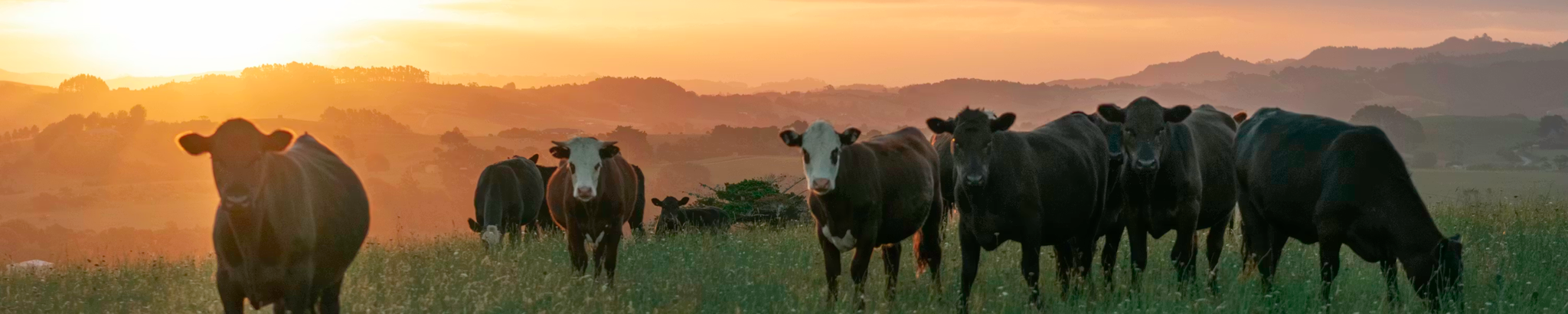 Cover for Myron Alton Nelson's Obituary