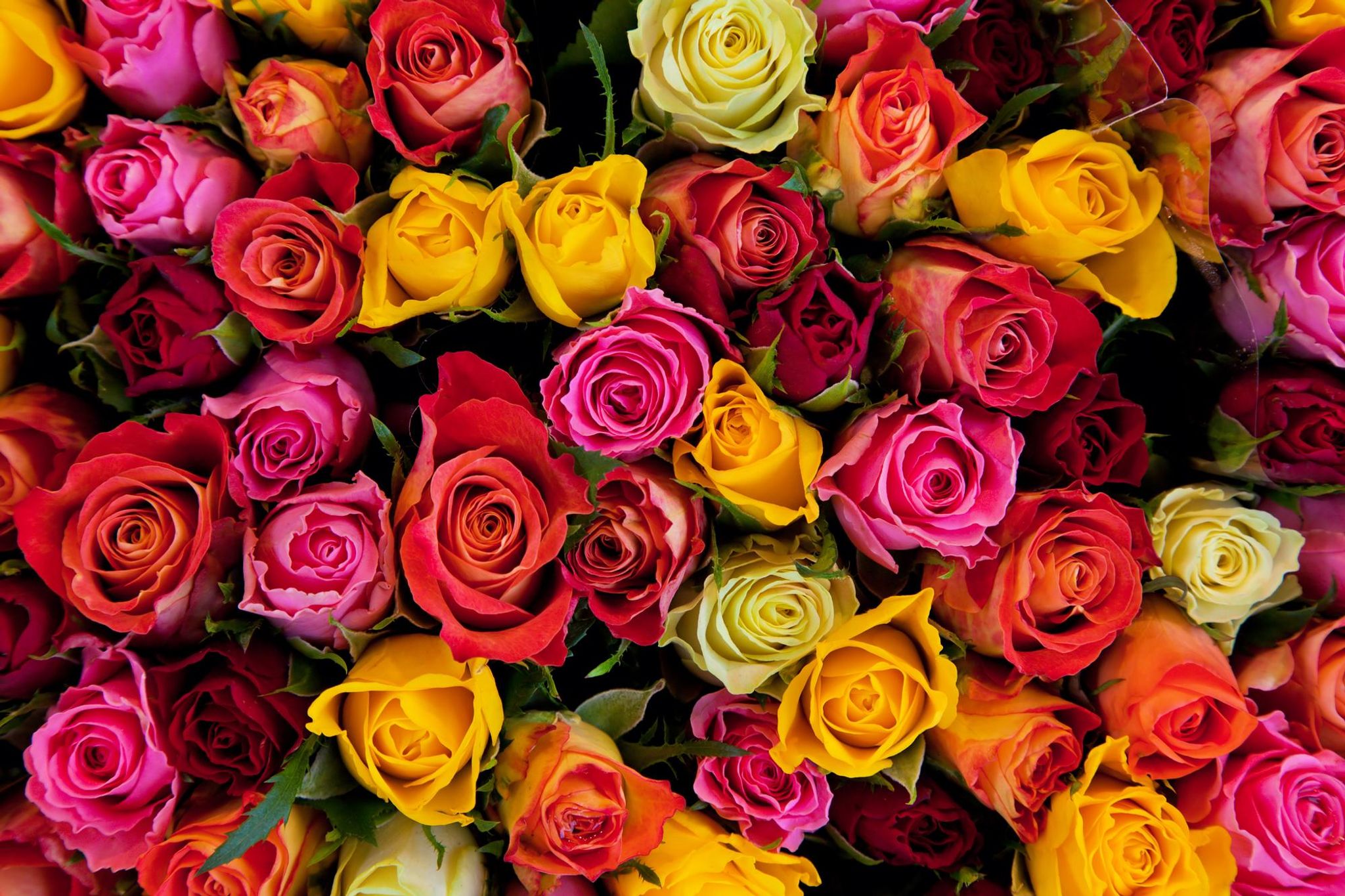 Cover photo for Linda Almendarez-Laijas's Obituary