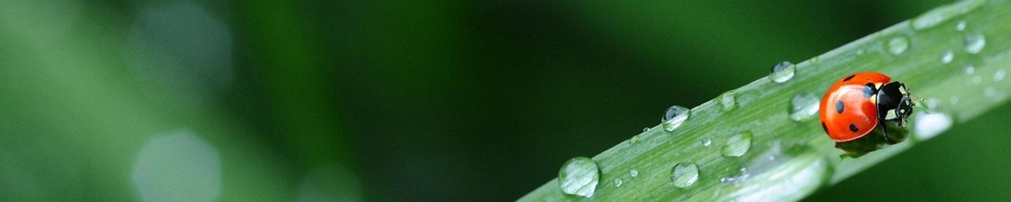 Cover for Christine M Leiterman's Obituary