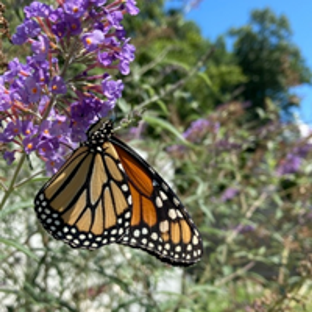 Patricia Jayne Ford Profile Photo