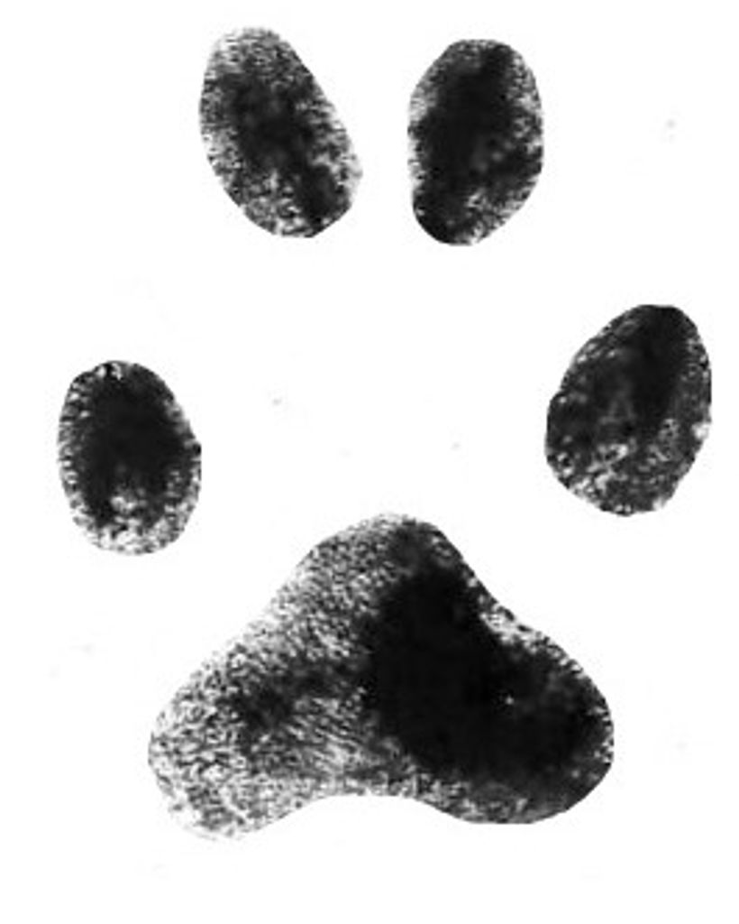 Miko Glynn Profile Photo