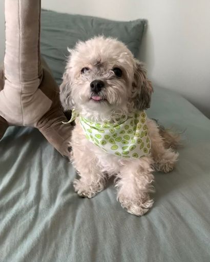 Luna ?'s obituary image