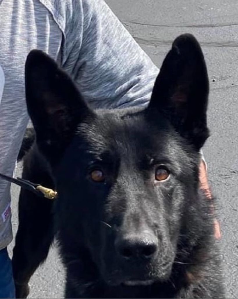 K-9 Faro Profile Photo
