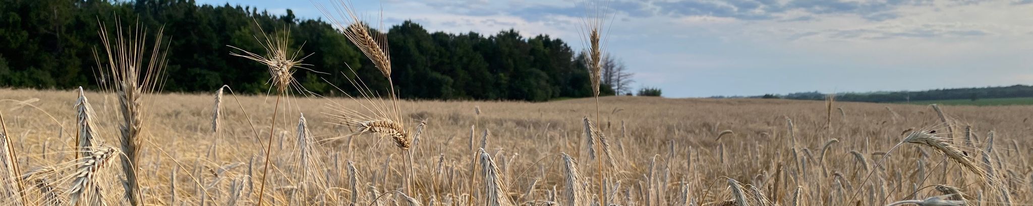 Cover for Donald L Olson's Obituary