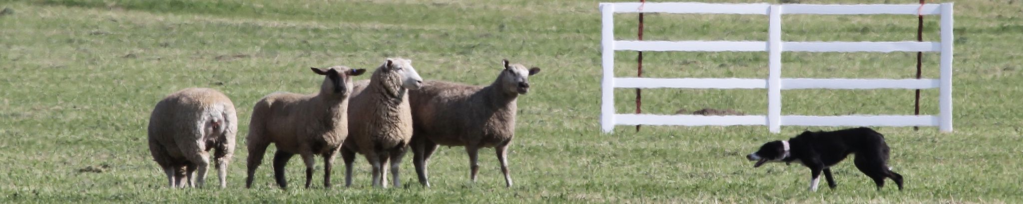 Cover for Dillard D. Kratzer's Obituary