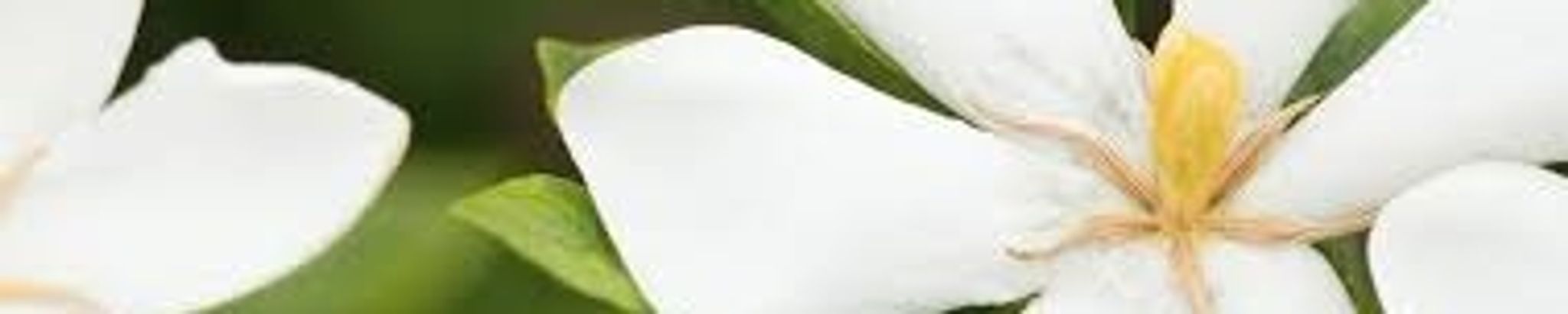 Cover for Sylvia De Laney's Obituary