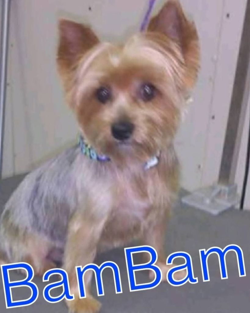 BamBam Ricks Thomas Adams