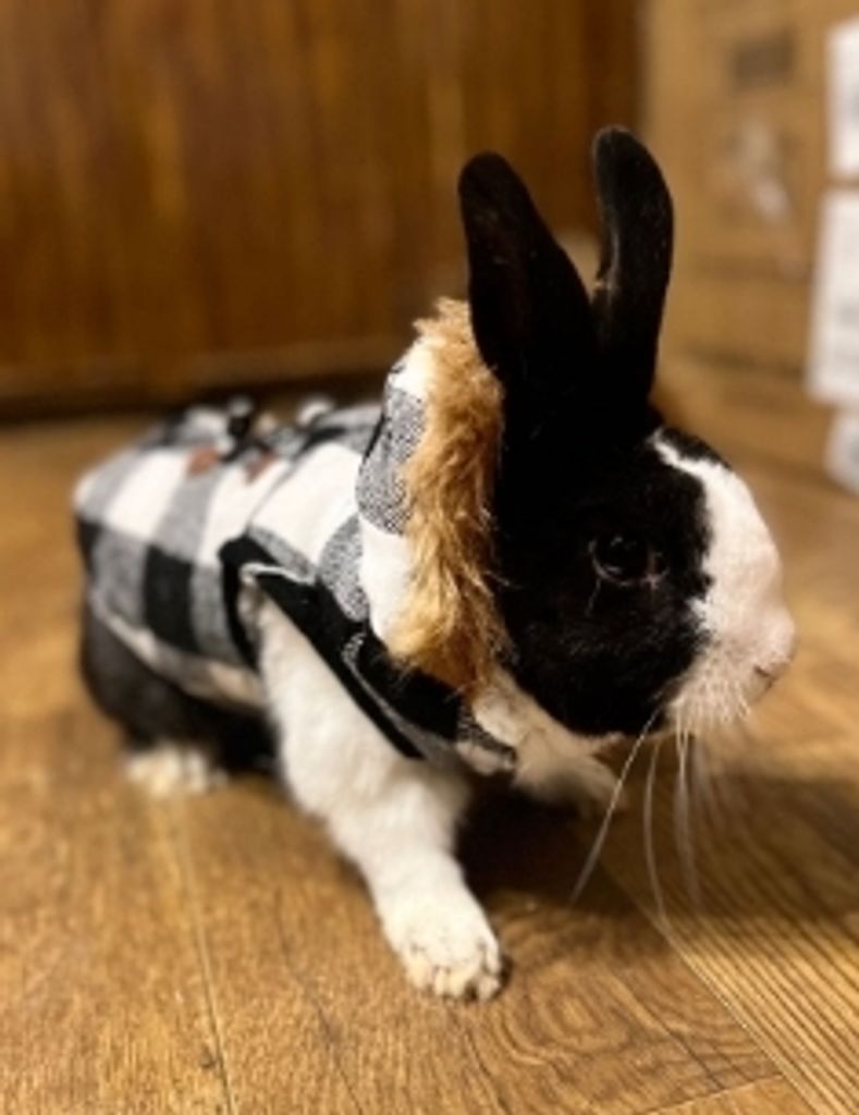 Koko Blystone Profile Photo