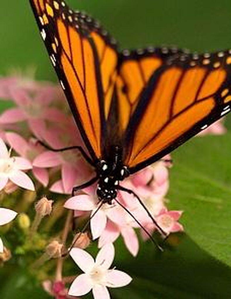 Rosa Delia Lopez De Rodriguez