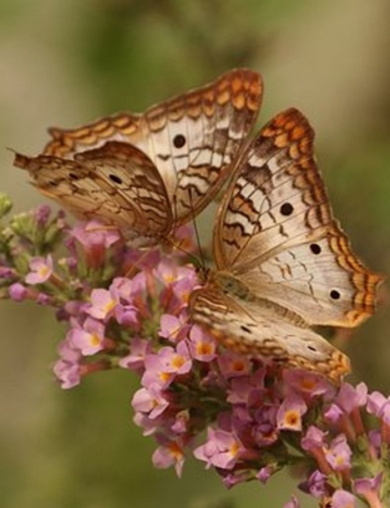 Barbara Young Carlson